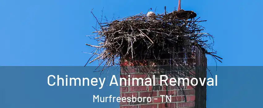 Chimney Animal Removal Murfreesboro - TN