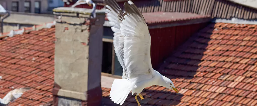 Residential Chimney Animal Removal Solution in Murfreesboro, TN
