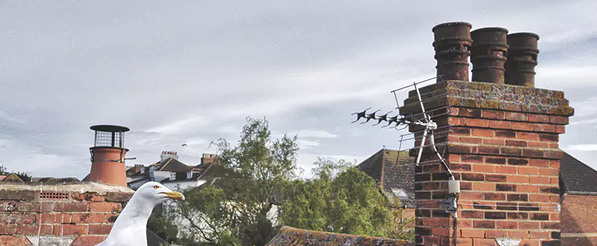 Chimney Cleaning And Restoration in Murfreesboro, Tennessee